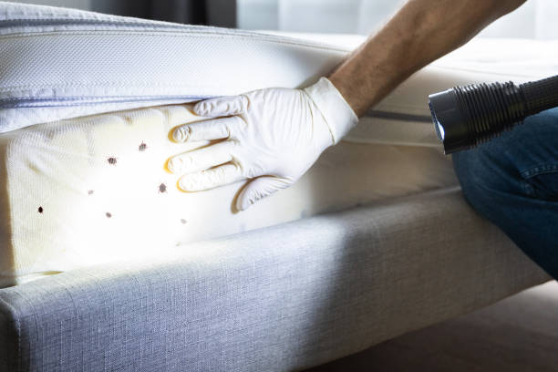Best Bed Bug Extermination  in Churchville, NY