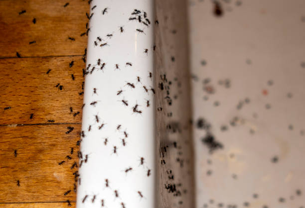 Best Best Pest Control Companies  in Churchville, NY