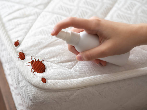 Flea Control Services in Churchville, NY